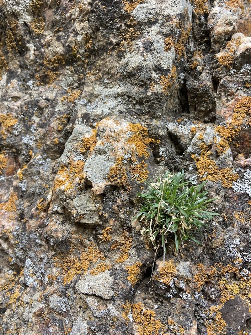 Aliciella pentstemonoides photo 3