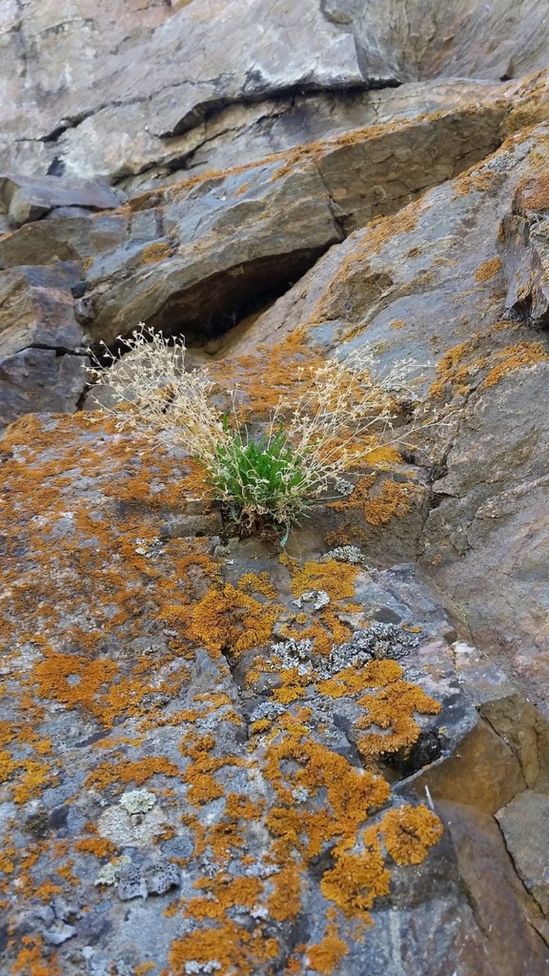 Aliciella pentstemonoides photo 8