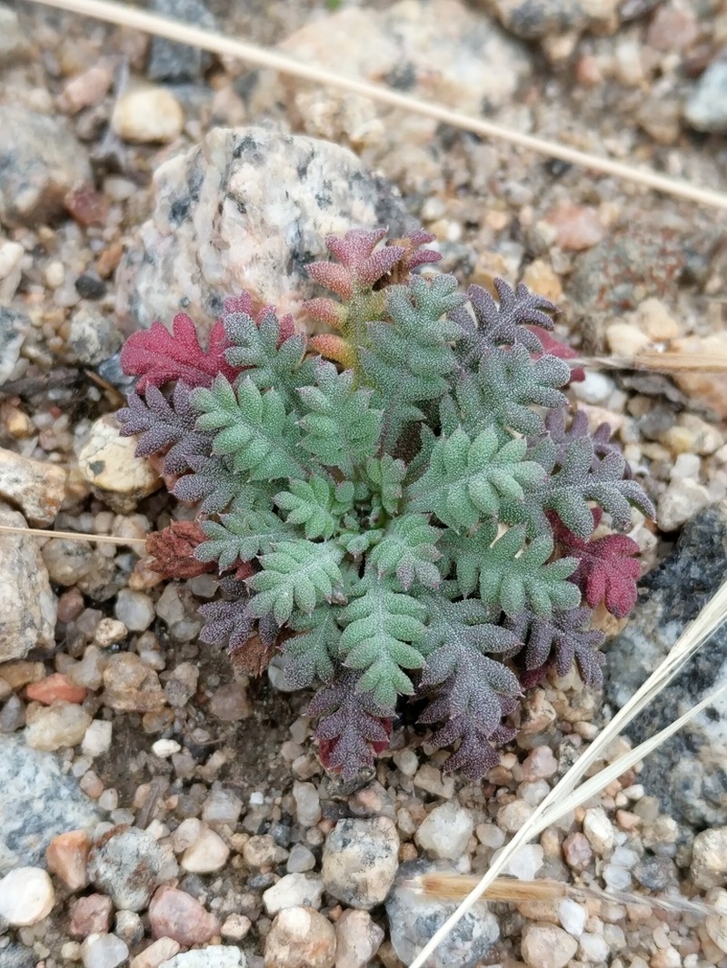 Sticky Gilia