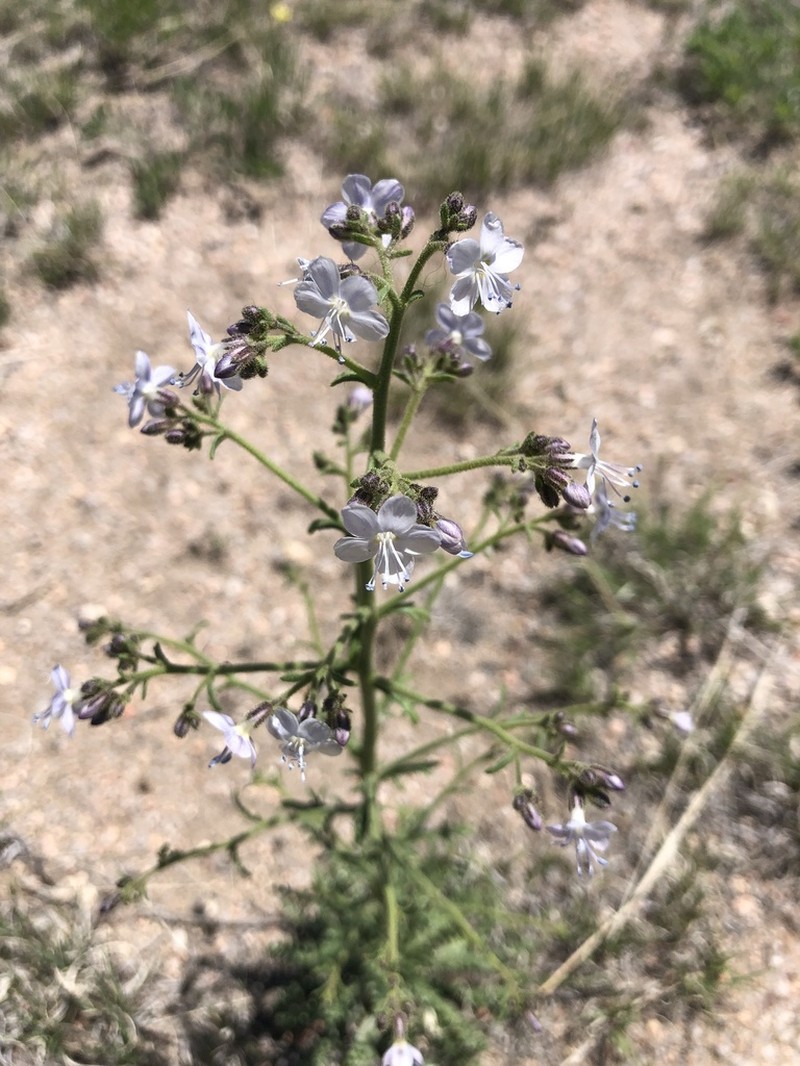 Sticky Gilia photo 2