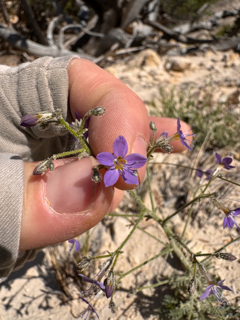 Sticky Gilia photo 3