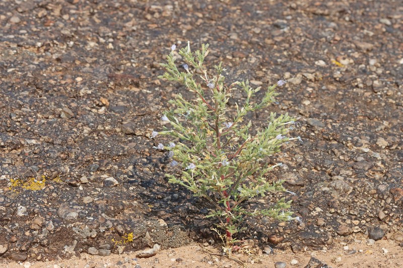 Sticky Gilia photo 4