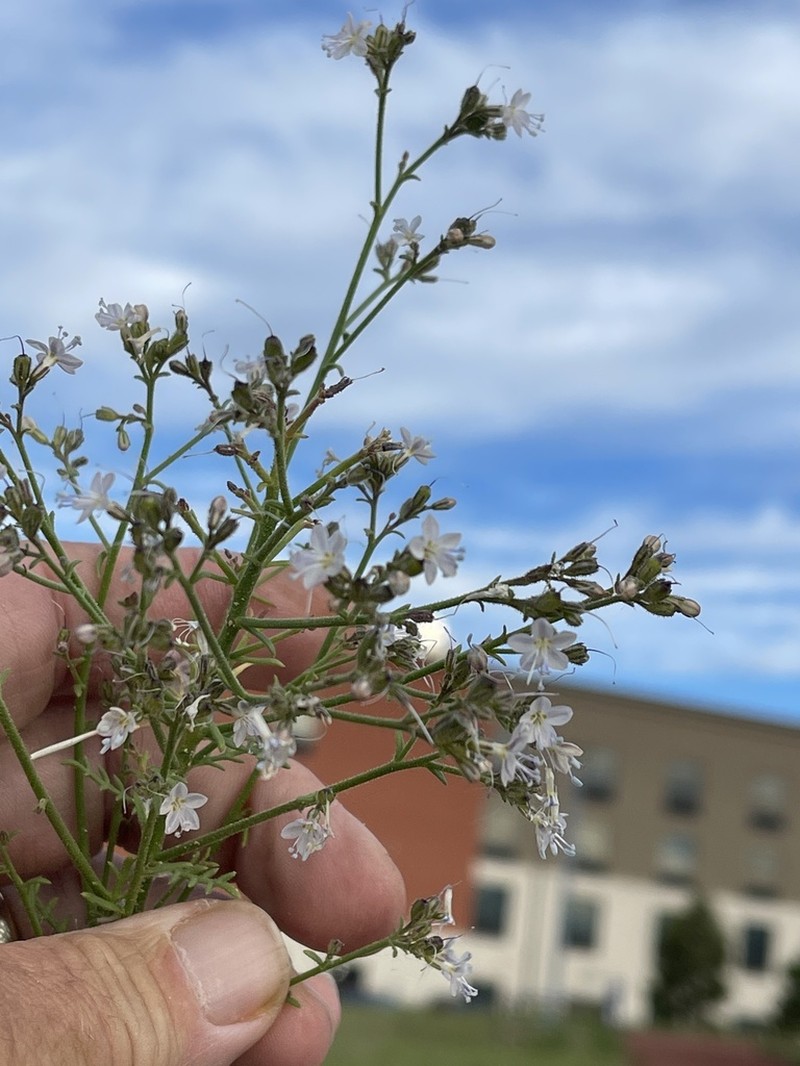 Sticky Gilia photo 5