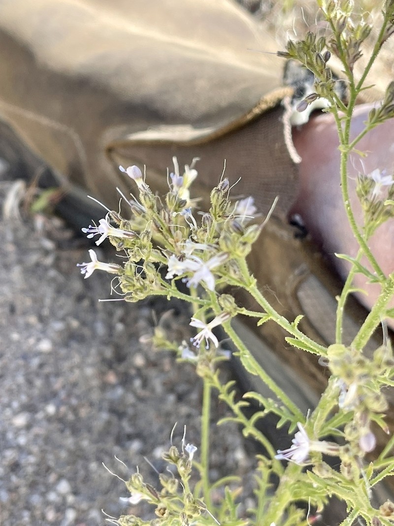Sticky Gilia photo 6