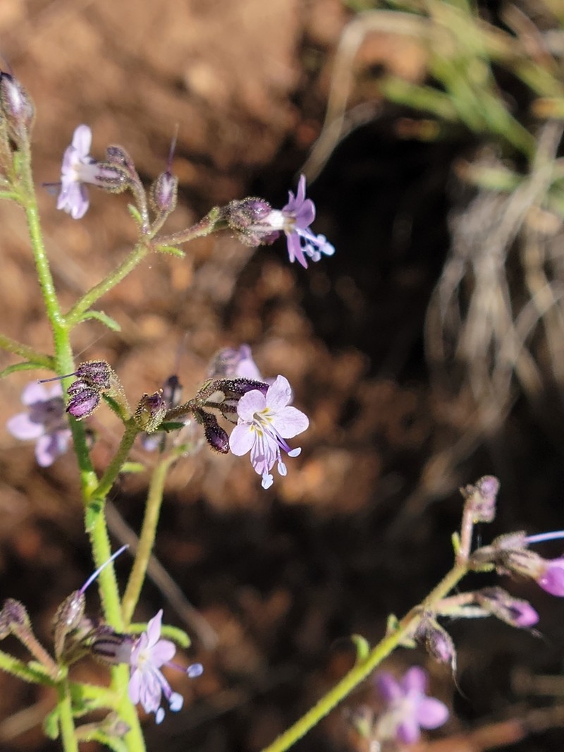 Sticky Gilia photo 7