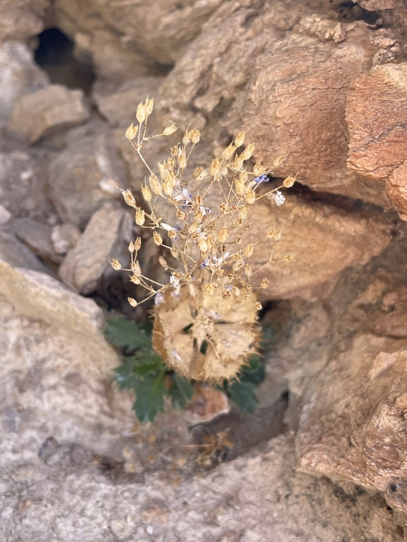 Ripley's Gilia photo 2