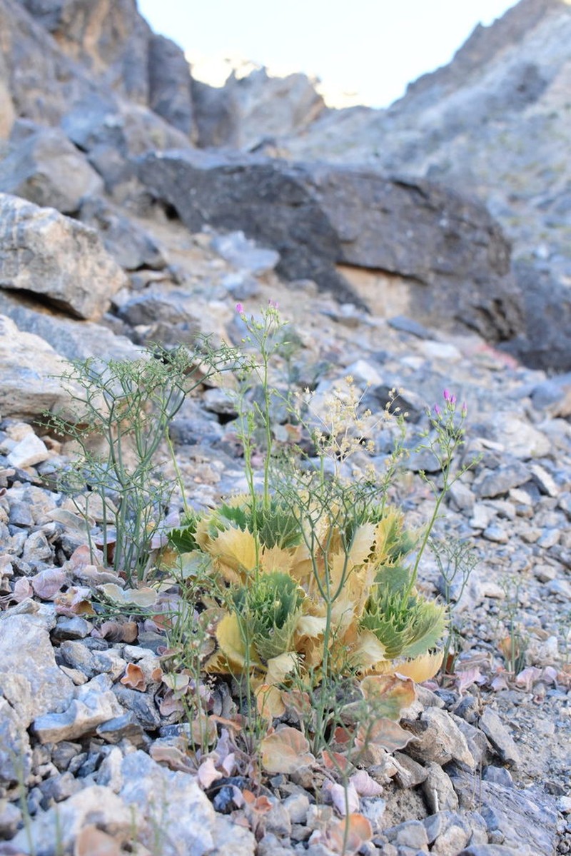 Ripley's Gilia photo 3