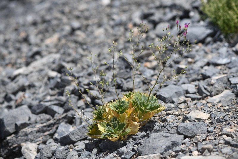 Ripley's Gilia photo 4