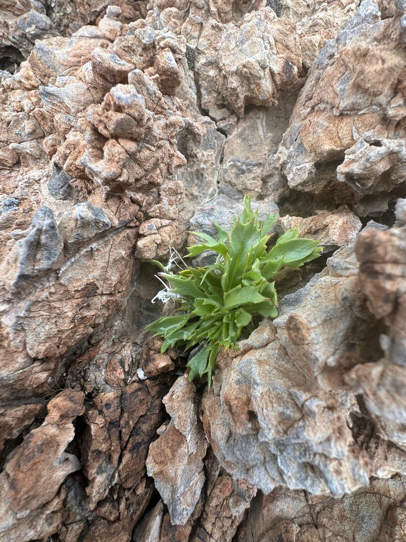 Ripley's Gilia photo 5