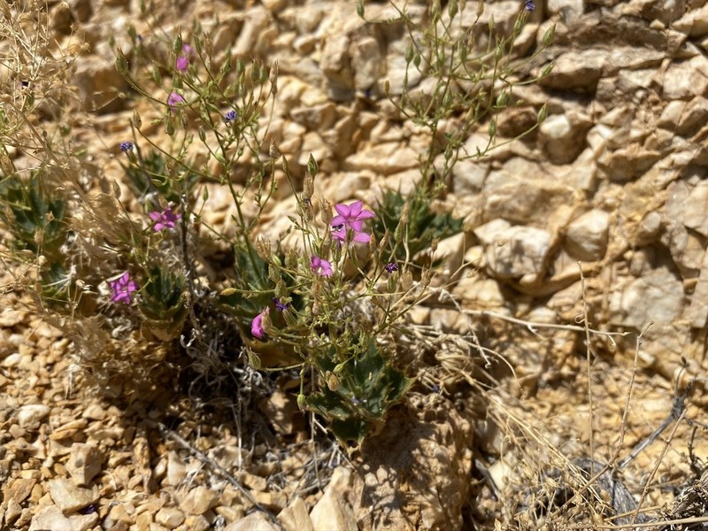 Ripley's Gilia photo 6