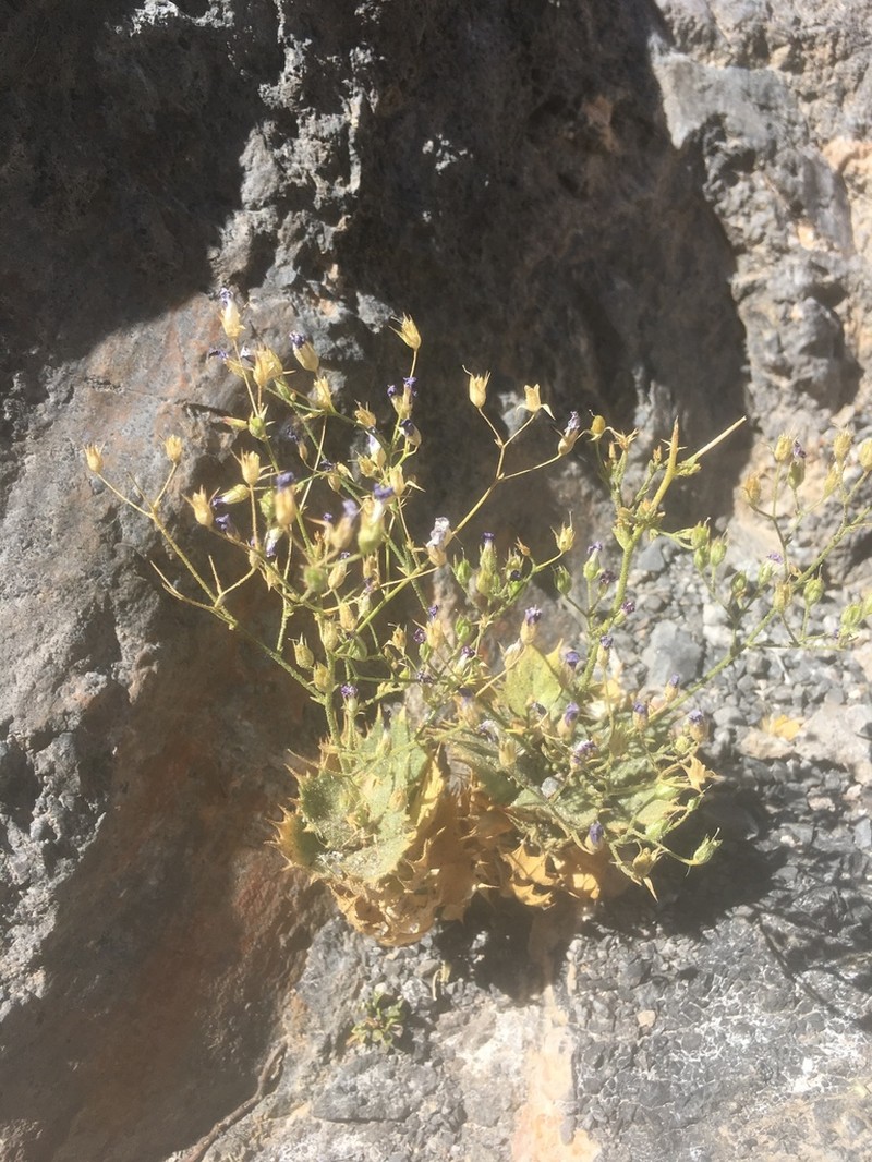 Ripley's Gilia photo 8