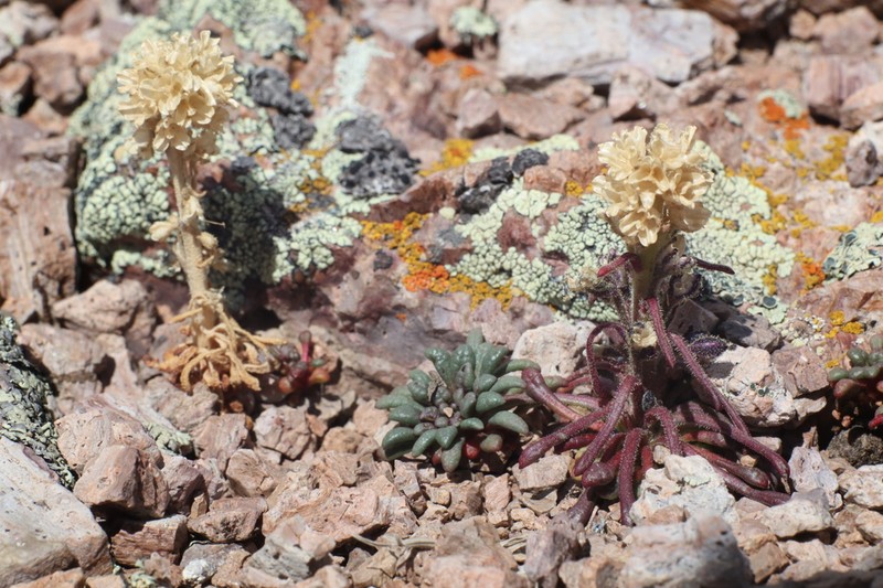 Stonecrop Gilia
