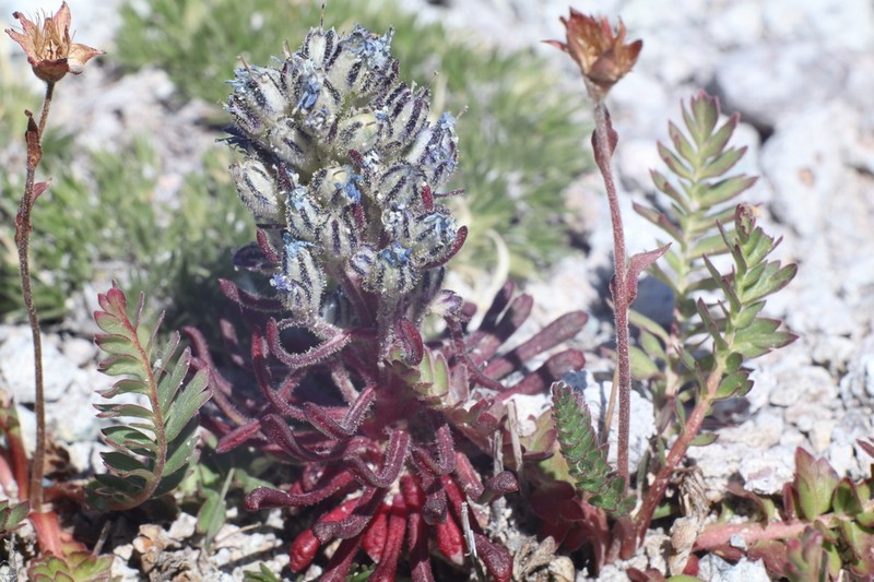 Stonecrop Gilia photo 3