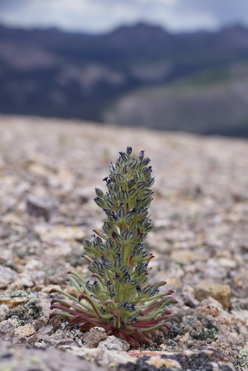 Stonecrop Gilia photo 4