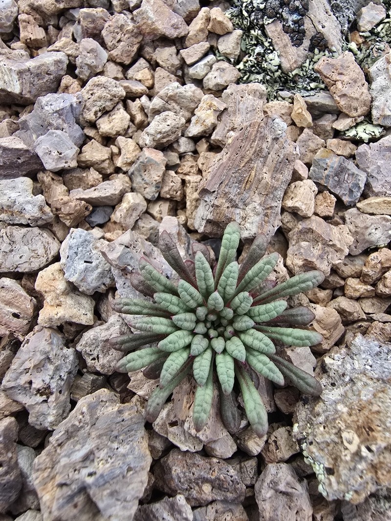 Stonecrop Gilia photo 5