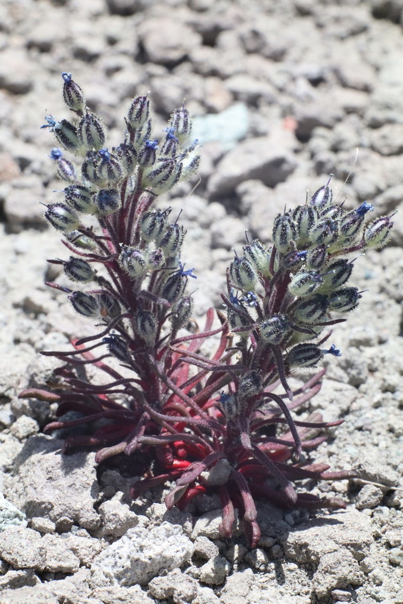 Stonecrop Gilia photo 6