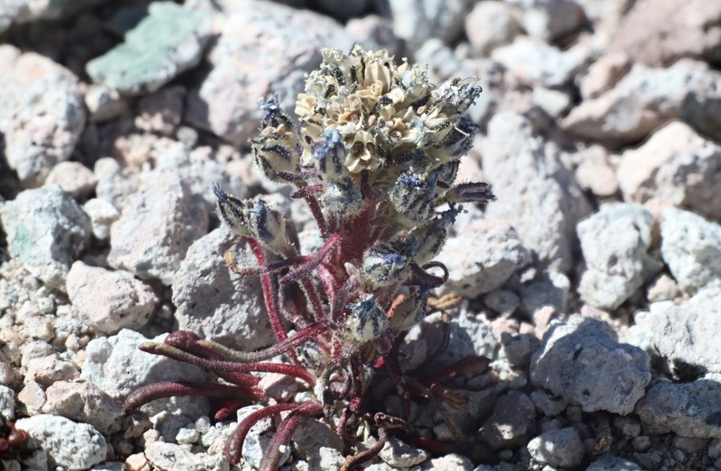 Stonecrop Gilia photo 7