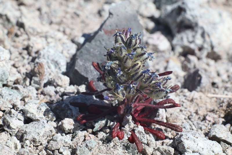 Stonecrop Gilia photo 8
