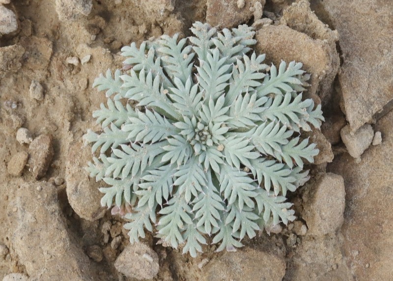 Uinta Basin Gilia