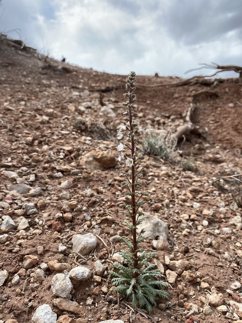 Uinta Basin Gilia photo 2