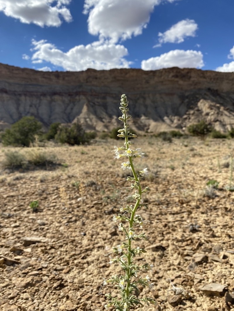 Uinta Basin Gilia photo 3