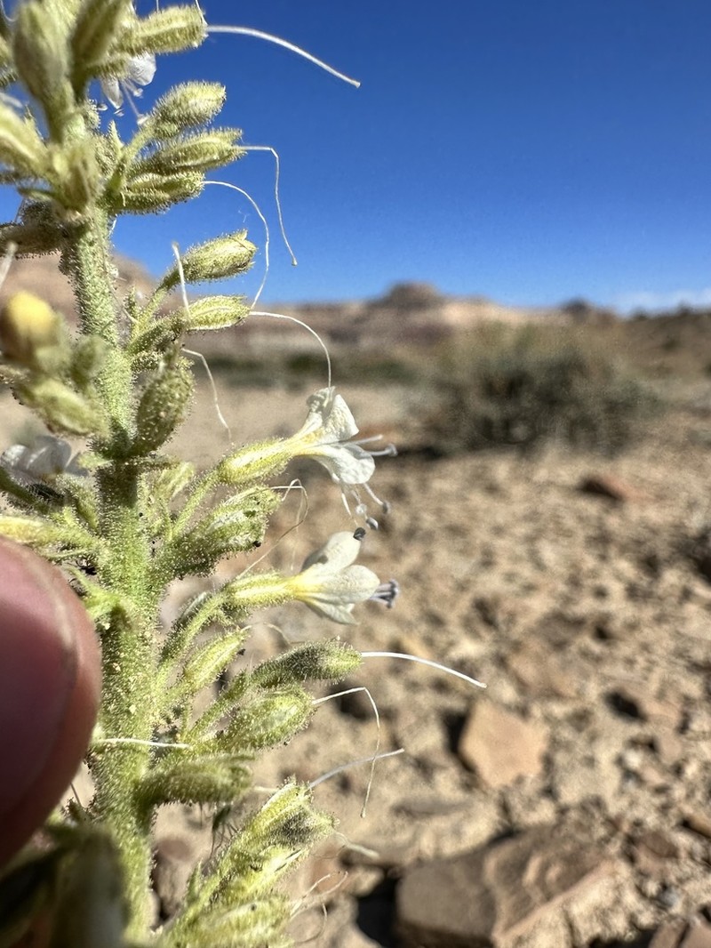Uinta Basin Gilia photo 4