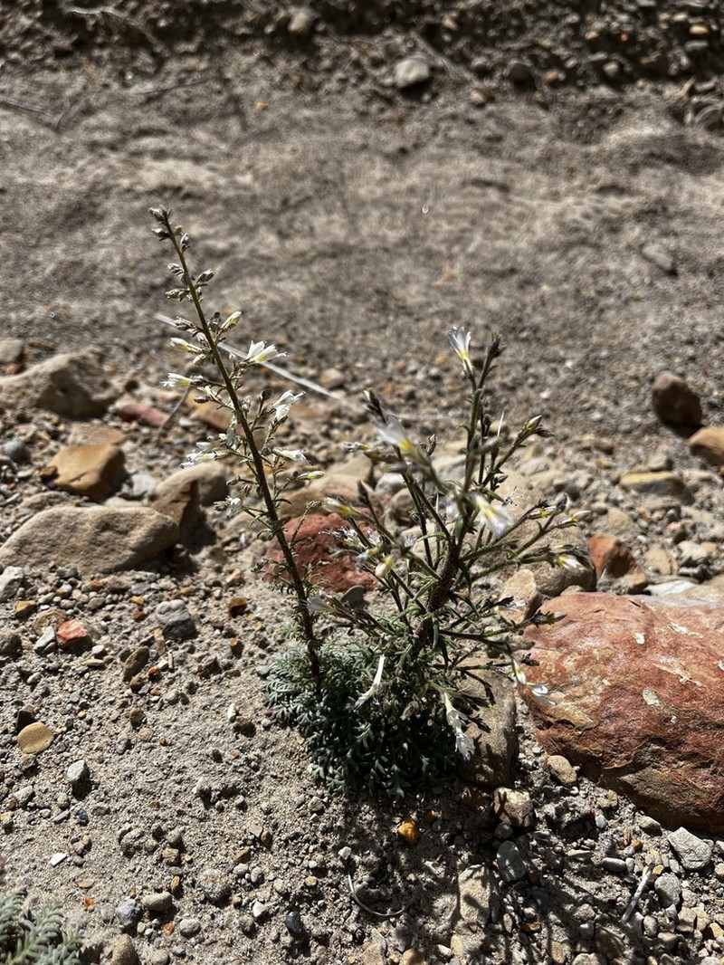 Uinta Basin Gilia photo 5