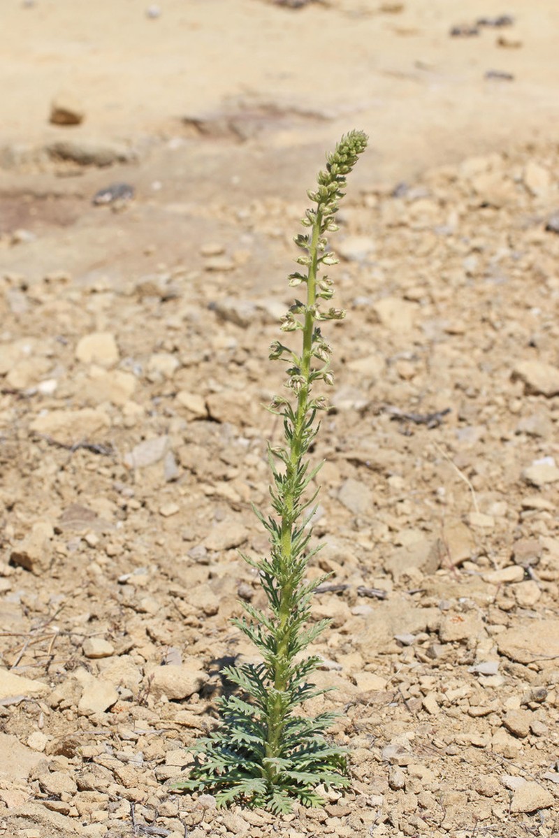Uinta Basin Gilia photo 6