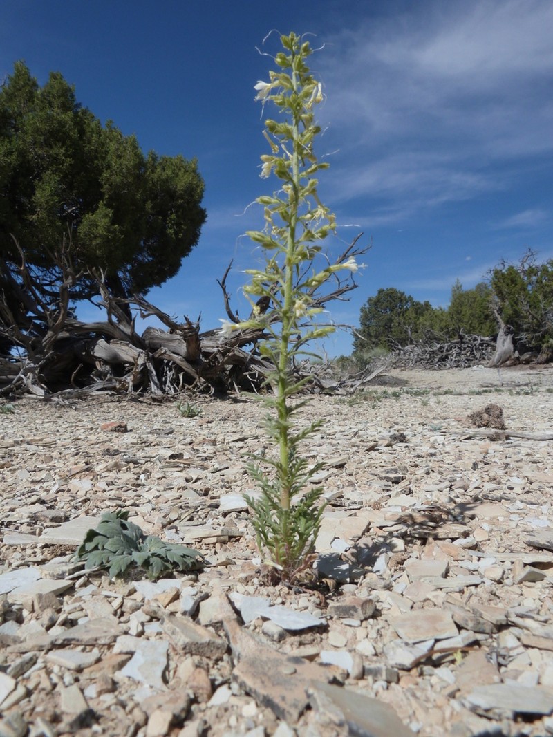 Uinta Basin Gilia photo 7
