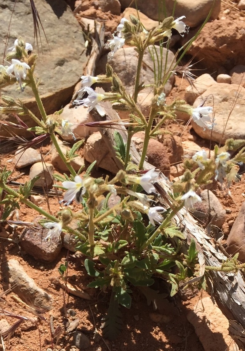 Uinta Basin Gilia photo 8
