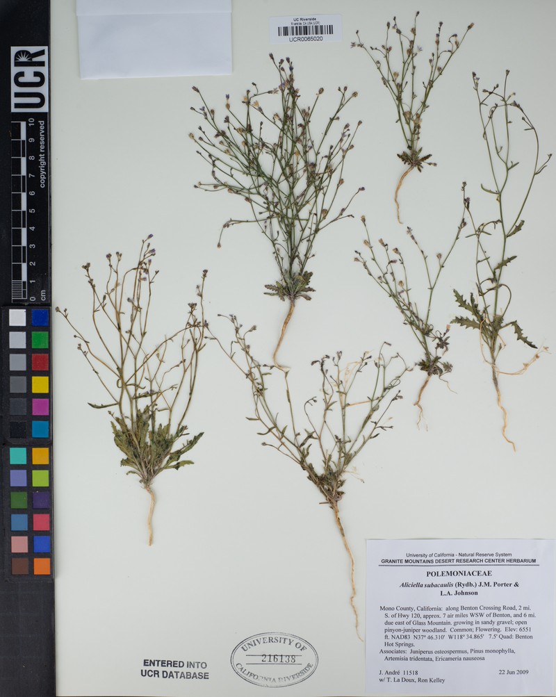 Pinyon Gilia