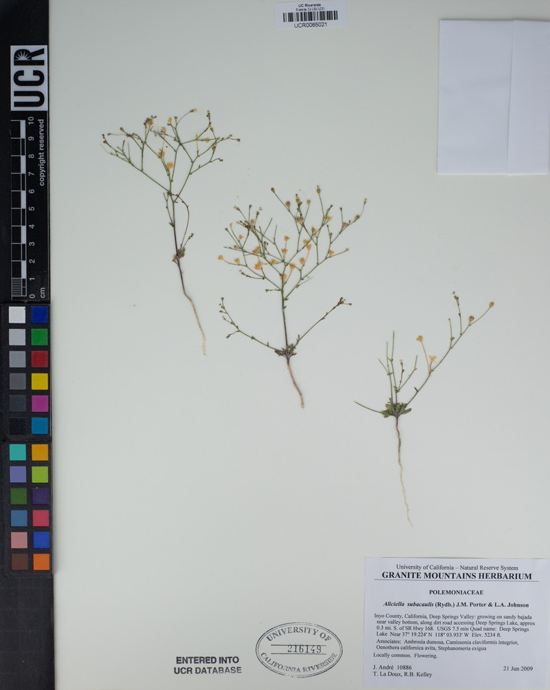 Pinyon Gilia photo 2