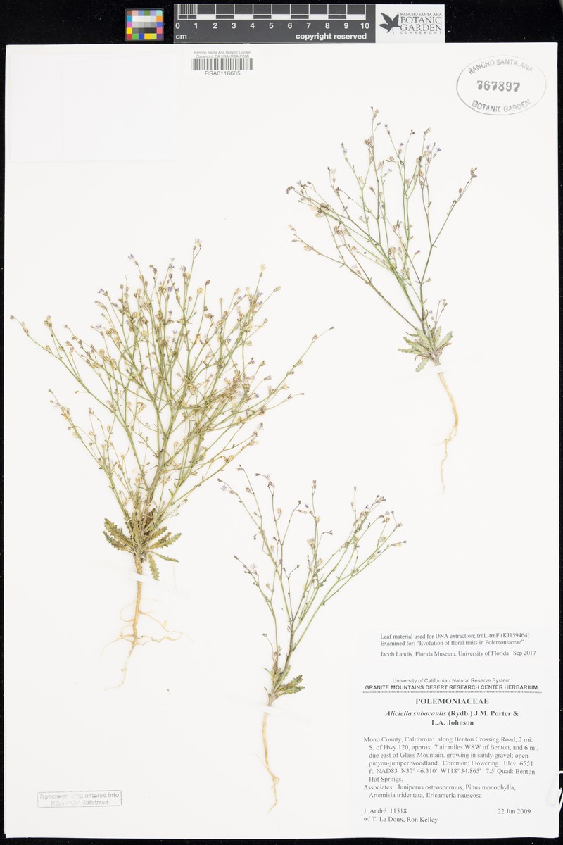 Pinyon Gilia photo 3