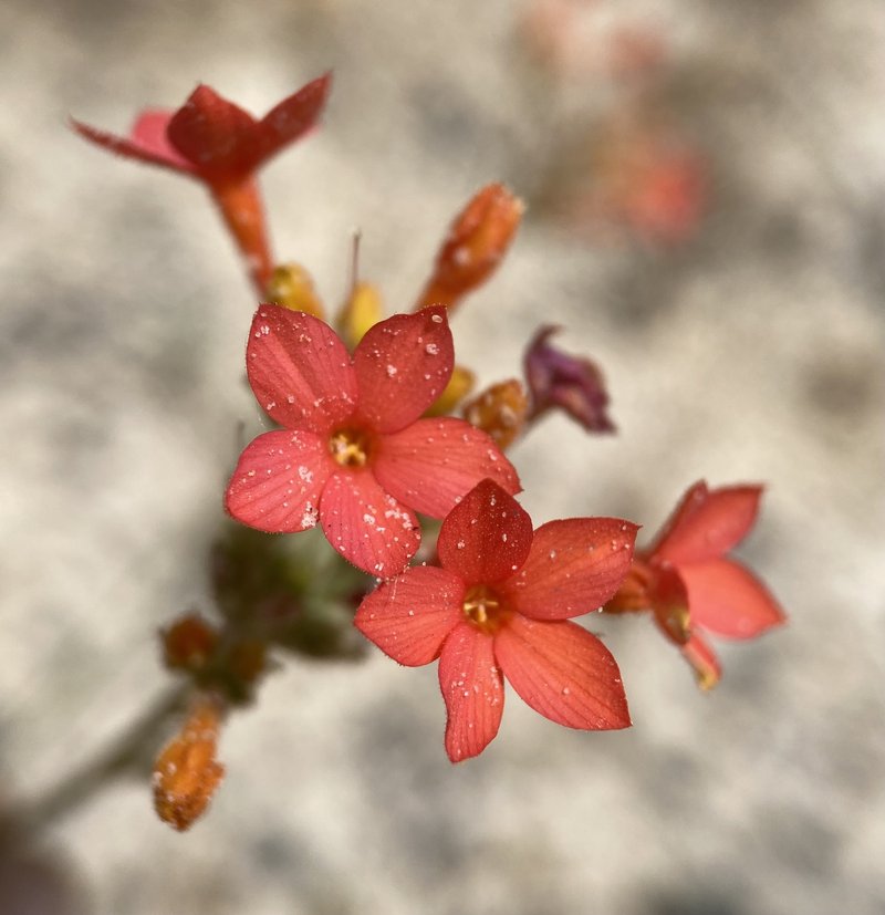 Coral Gilia