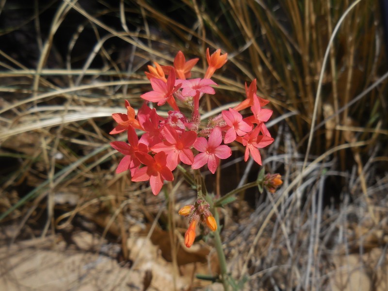 Coral Gilia photo 2
