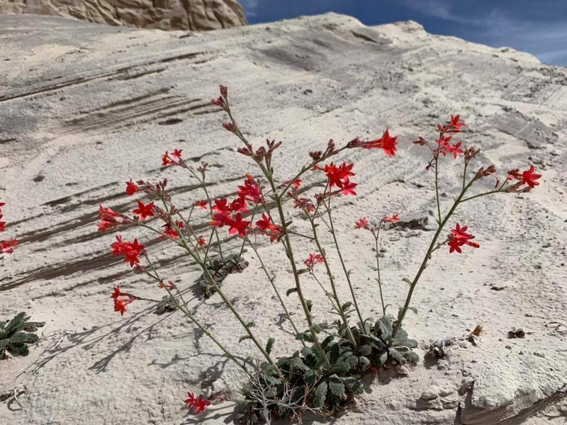 Coral Gilia photo 3