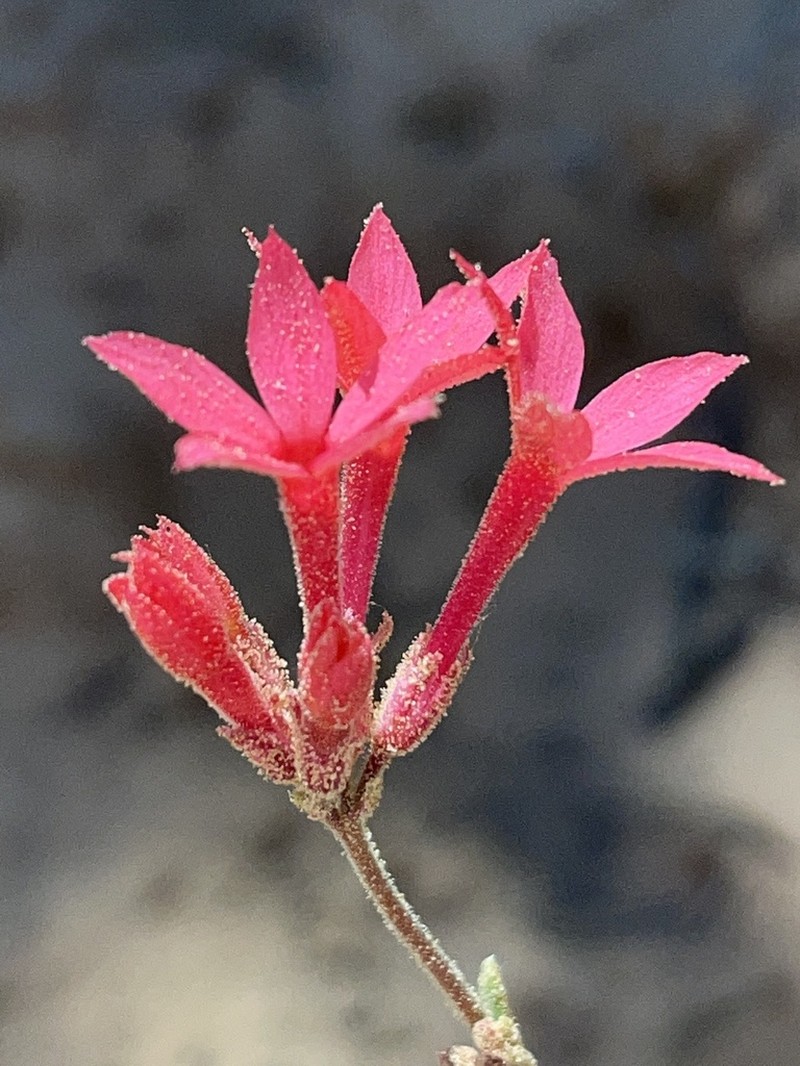 Coral Gilia photo 4