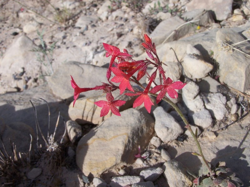 Coral Gilia photo 5