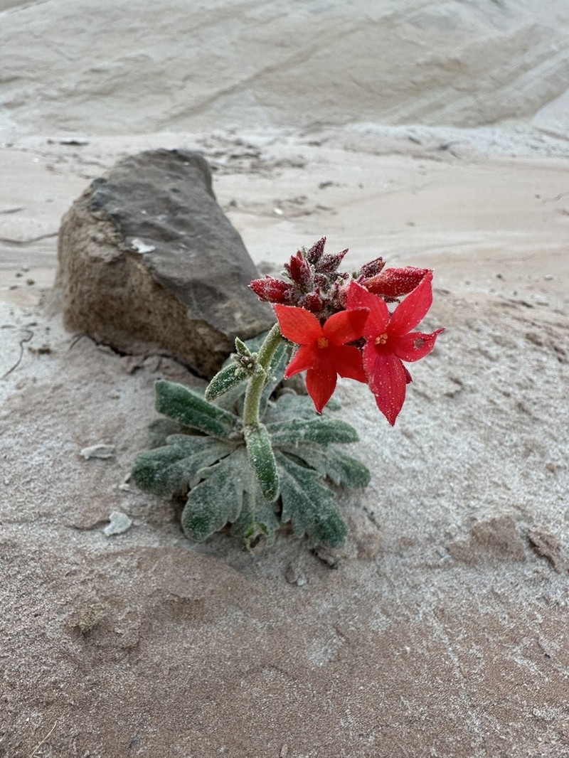 Coral Gilia photo 6