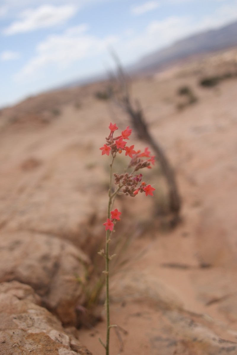 Coral Gilia photo 7