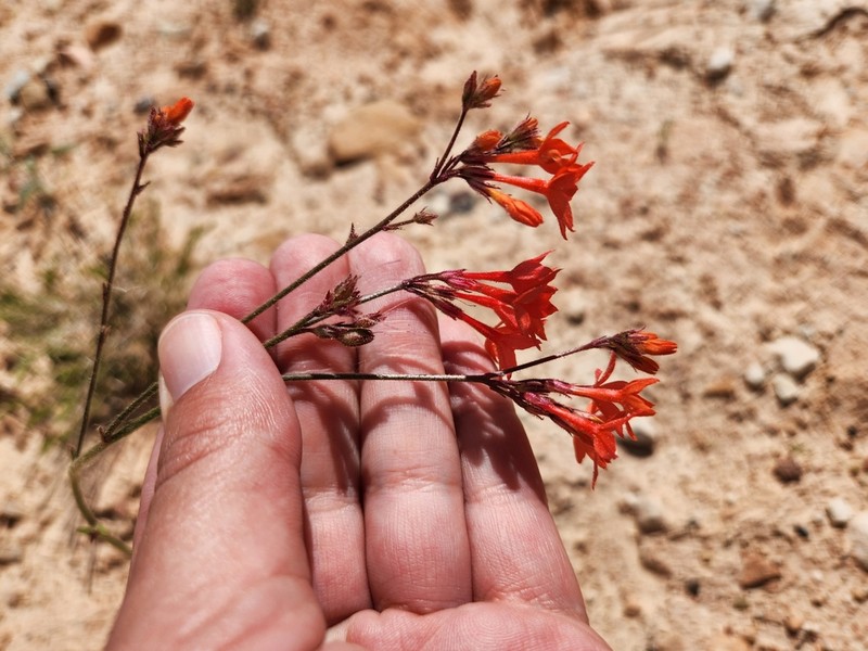 Coral Gilia photo 8