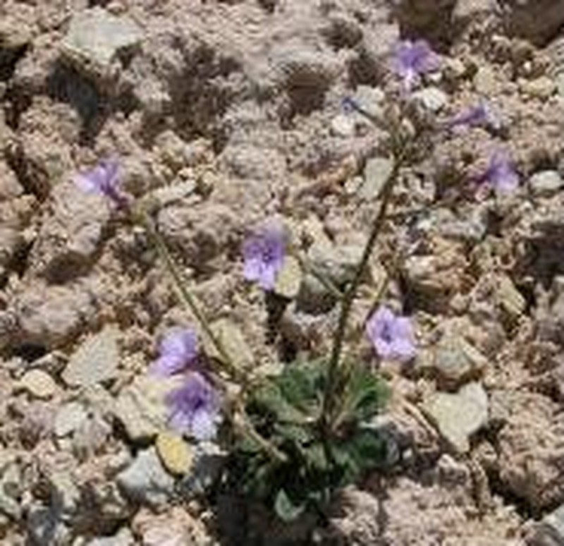 Mussentuchit Creek Gilia