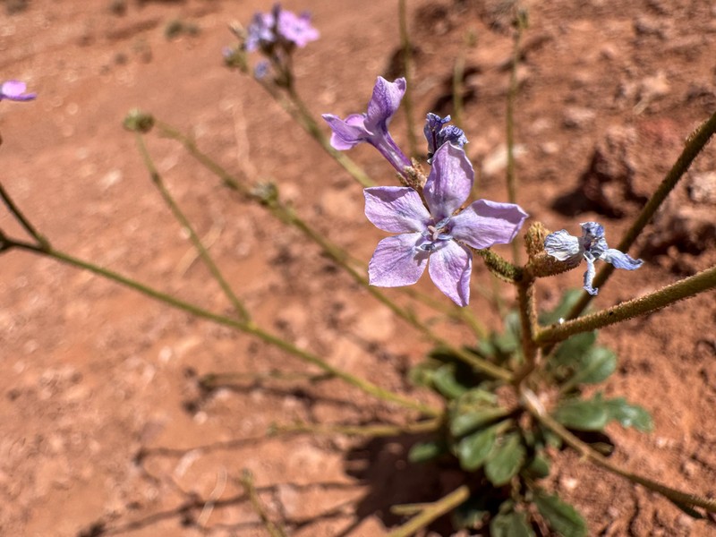 Mussentuchit Creek Gilia photo 3