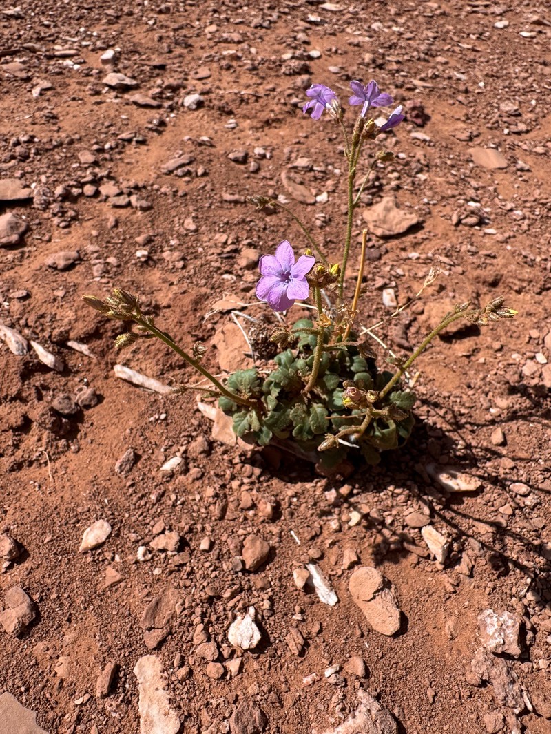 Mussentuchit Creek Gilia photo 4
