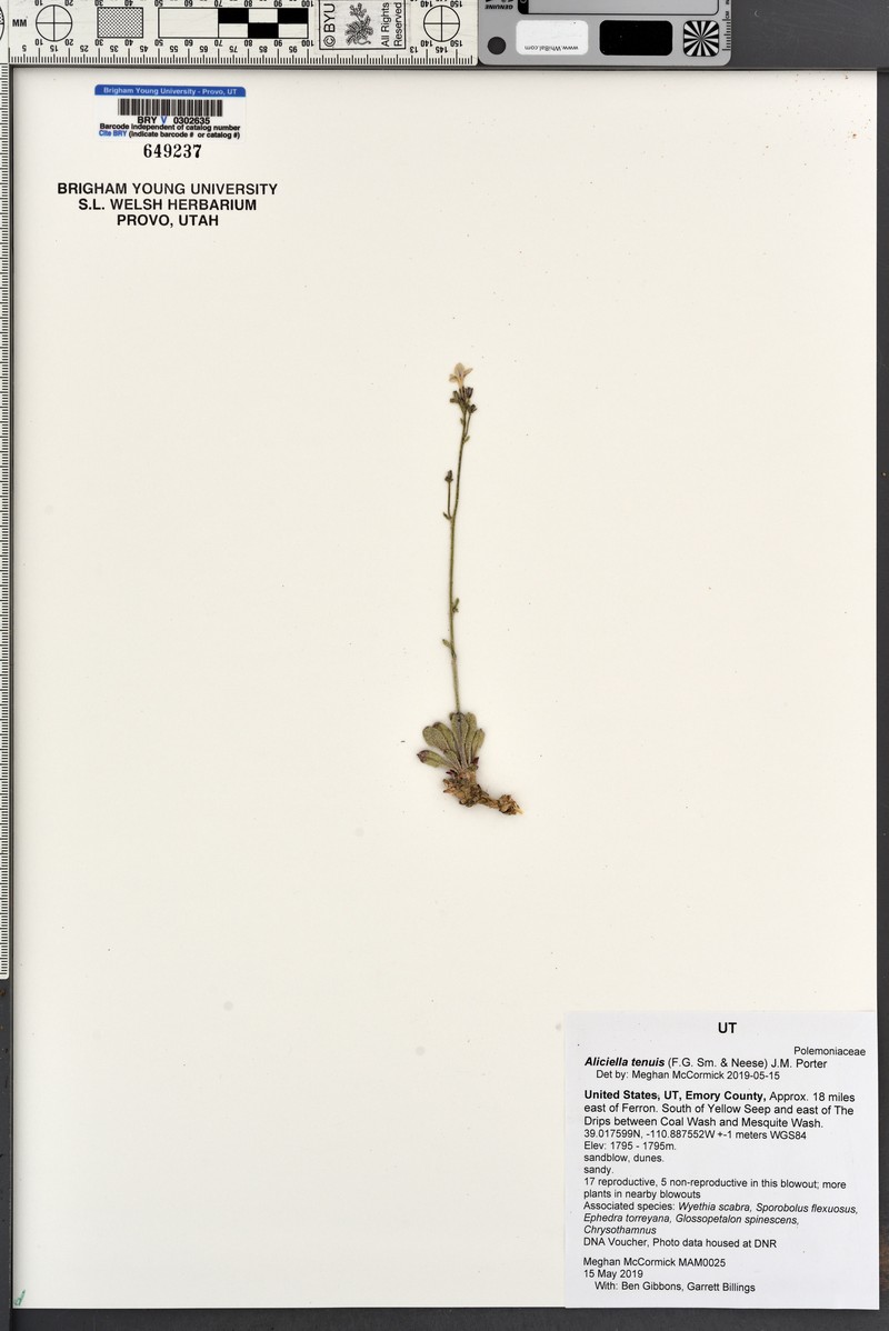 Mussentuchit Creek Gilia photo 5