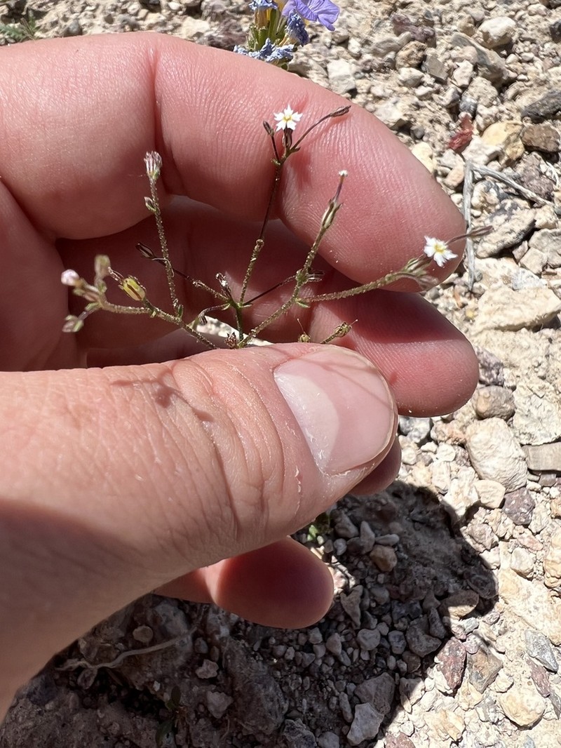 Coyote Gilia photo 2