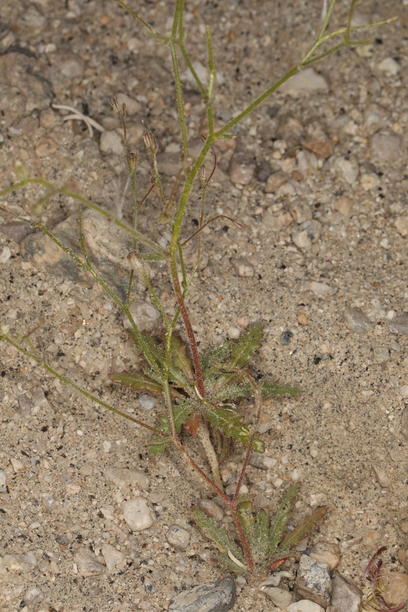 Coyote Gilia photo 3