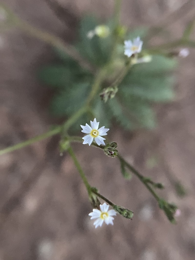 Coyote Gilia photo 5