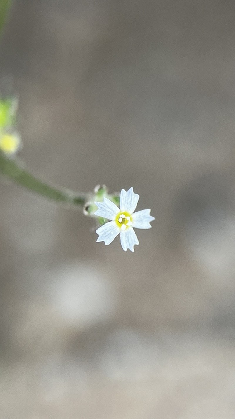 Coyote Gilia photo 6