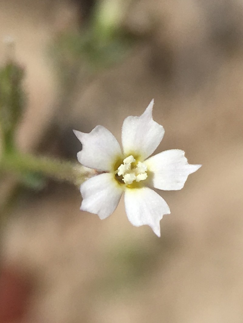 Coyote Gilia photo 7